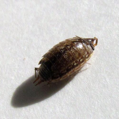 Philoscia muscorum